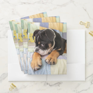 Cutest Baby Animals Shy Old English Bulldog Pocket Folder