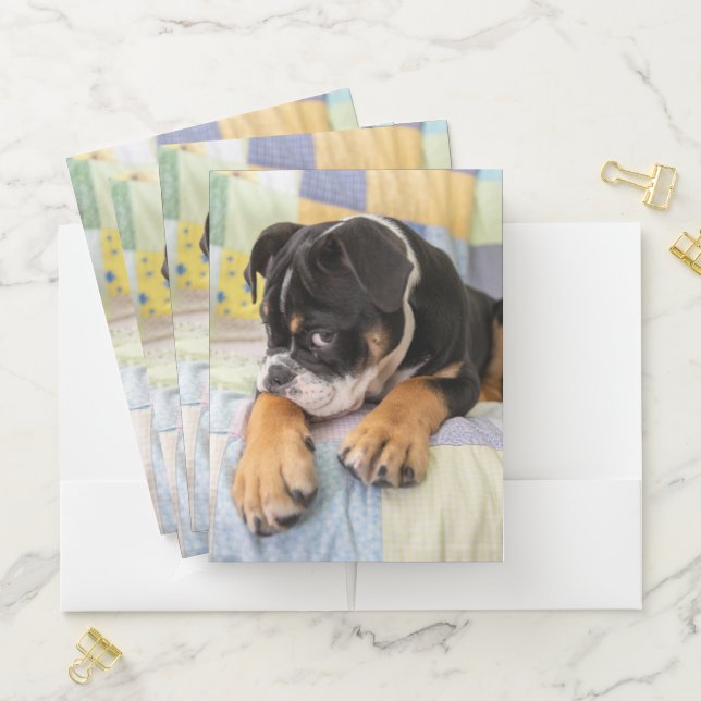 Cutest Baby Animals | Shy Old English Bulldog Pocket Folder (In Situ)