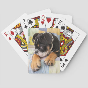 Cutest Baby Animals Shy Old English Bulldog Poker Cards