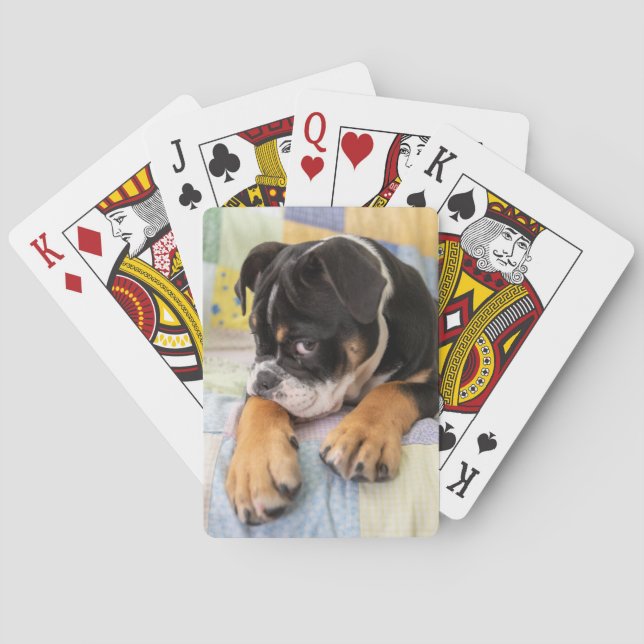 Cutest Baby Animals | Shy Old English Bulldog Poker Cards (Back)
