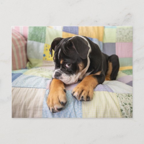 Cutest Baby Animals  Shy Old English Bulldog Postcard
