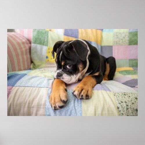 Cutest Baby Animals  Shy Old English Bulldog Poster