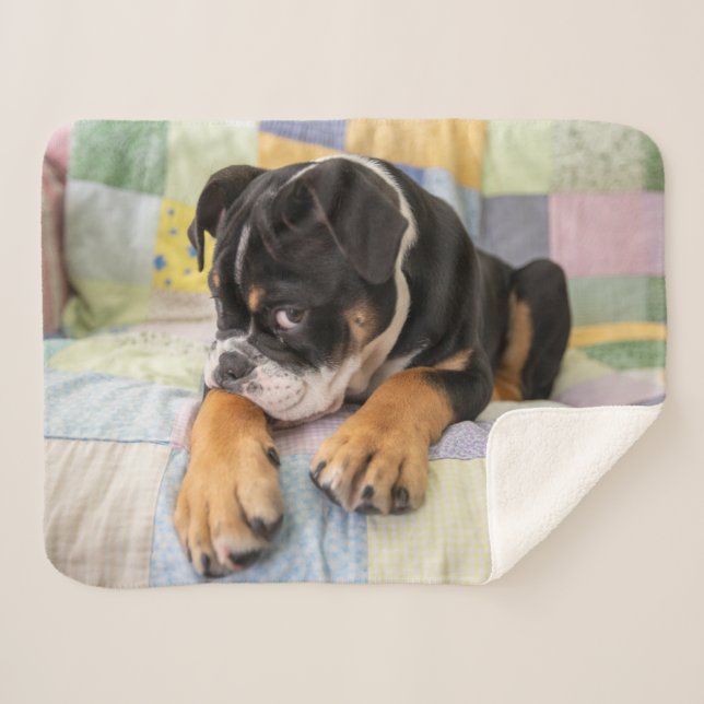 Cutest Baby Animals | Shy Old English Bulldog Sherpa Blanket (Front (Horizontal))