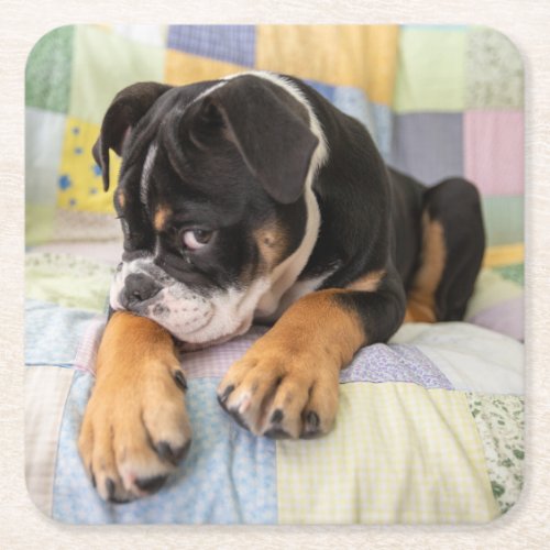 Cutest Baby Animals  Shy Old English Bulldog Square Paper Coaster