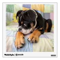 Cutest Baby Animals | Shy Old English Bulldog