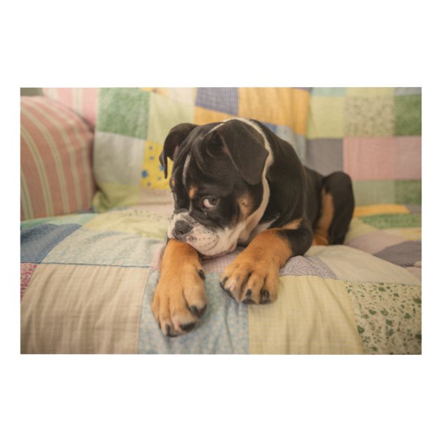Cutest Baby Animals | Shy Old English Bulldog Wood Wall Art (Front)