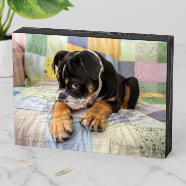 Cutest Baby Animals | Shy Old English Bulldog Wooden Box Sign (In Situ Horizontal)