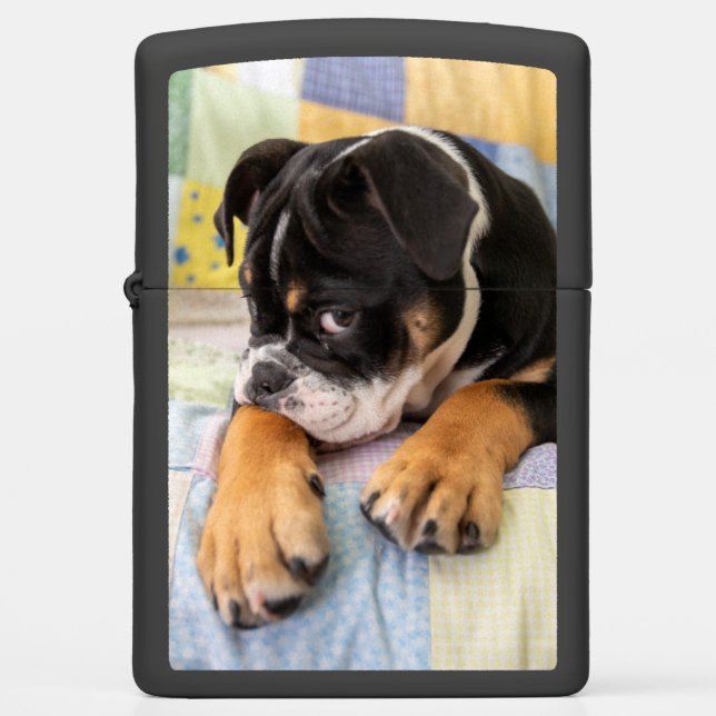 Cutest Baby Animals | Shy Old English Bulldog Zippo Lighter (Front)