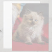 Cutest Baby Animals | Siamese Kitten (Front/Back)