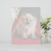 Cutest Baby Animals | Siamese Kitten (Standing Front)