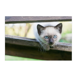 Cutest Baby Animals   Siamese Kitten 2 Acrylic Print