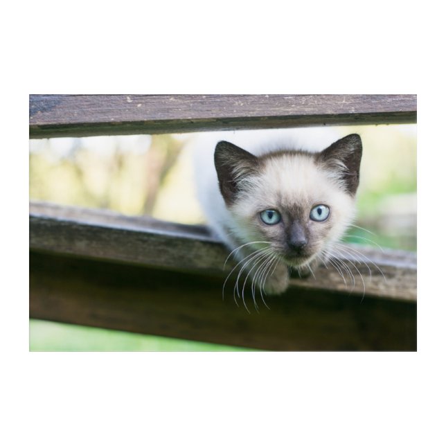 Cutest Baby Animals | Siamese Kitten 2 Acrylic Print (Front)