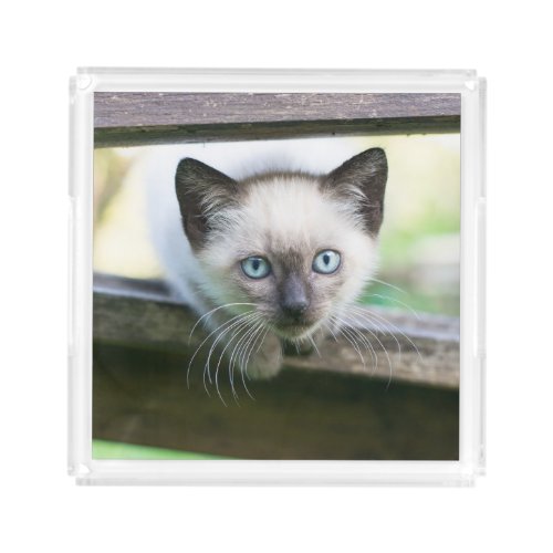 Cutest Baby Animals  Siamese Kitten 2 Acrylic Tray