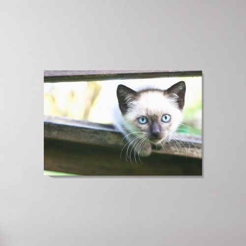 Cutest Baby Animals  Siamese Kitten 2 Canvas Print