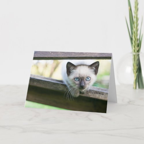 Cutest Baby Animals  Siamese Kitten 2 Card
