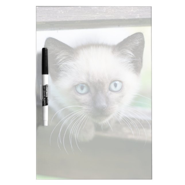 Cutest Baby Animals | Siamese Kitten 2 Dry Erase Board (Front)