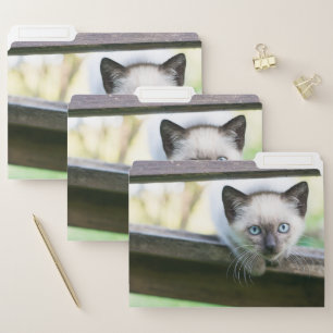 Cutest Baby Animals   Siamese Kitten 2 File Folder