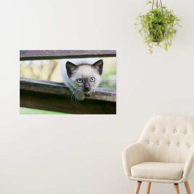 Cutest Baby Animals | Siamese Kitten 2 Foam Board (In Situ (Wall))