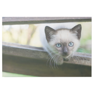 Cutest Baby Animals Siamese Kitten 2 Gallery Wrap