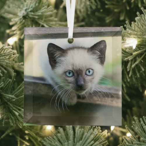 Cutest Baby Animals  Siamese Kitten 2 Glass Ornament