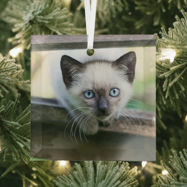 Cutest Baby Animals | Siamese Kitten 2 Glass Ornament (Insitu)