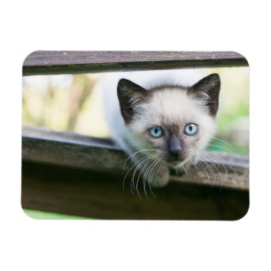 Cutest Baby Animals   Siamese Kitten 2 Magnet
