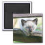 Cutest Baby Animals | Siamese Kitten 2 Magnet