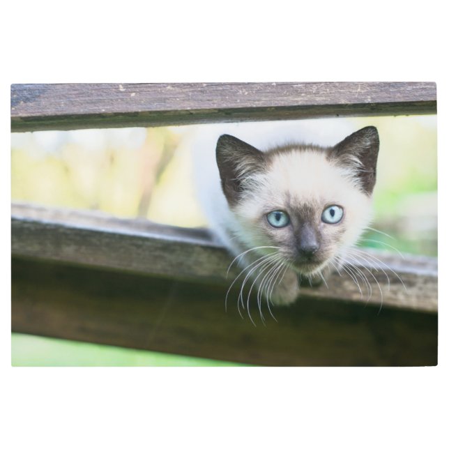 Cutest Baby Animals | Siamese Kitten 2 Metal Print (Front)