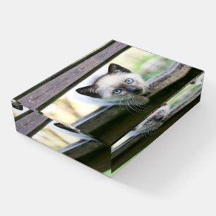 Cutest Baby Animals Siamese Kitten 2 Paperweight