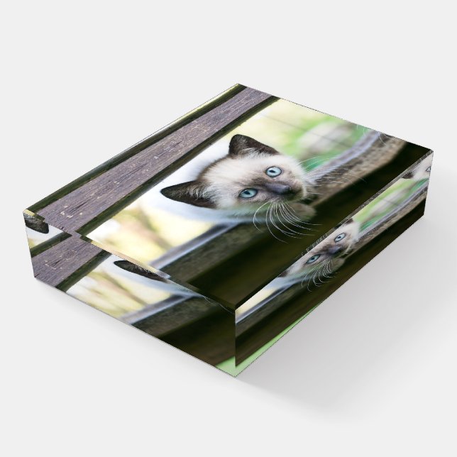 Cutest Baby Animals | Siamese Kitten 2 Paperweight (Angled)