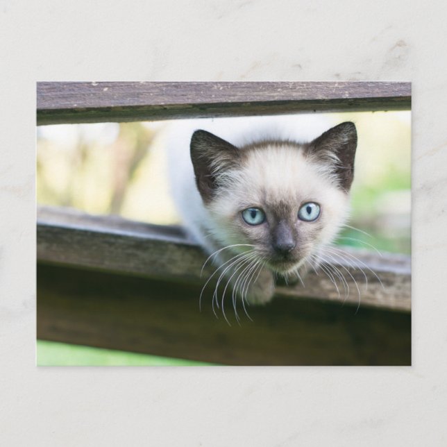 Cutest Baby Animals | Siamese Kitten 2 Postcard (Front)