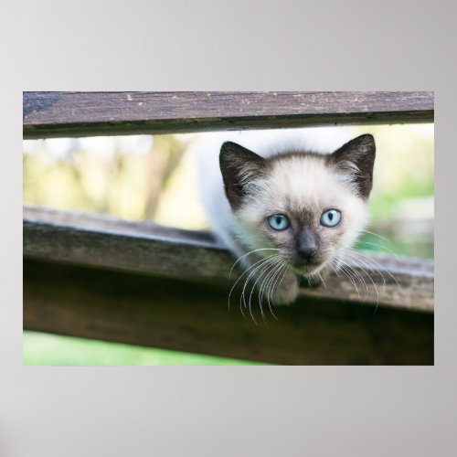 Cutest Baby Animals  Siamese Kitten 2 Poster