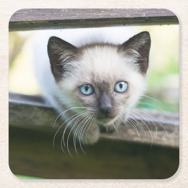 Cutest Baby Animals | Siamese Kitten 2 Square Paper Coaster (Front)