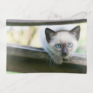 Cutest Baby Animals Siamese Kitten 2 Trinket Tray