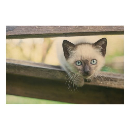 Cutest Baby Animals  Siamese Kitten 2 Wood Wall Art