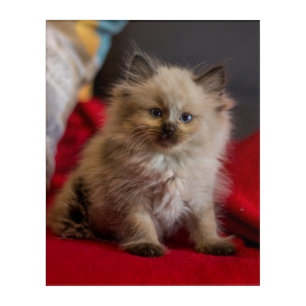 Cutest Baby Animals   Siamese Kitten Acrylic Print