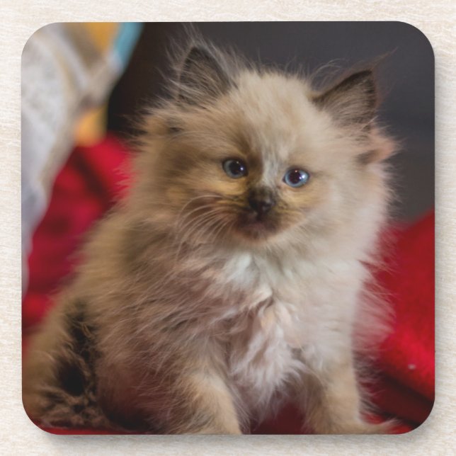 Cutest Baby Animals | Siamese Kitten Beverage Coaster (Front)