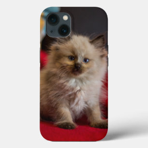 Cutest Baby Animals   Siamese Kitten iPhone 13 Case