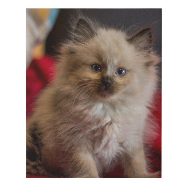 Cutest Baby Animals | Siamese Kitten Faux Canvas Print (Front)