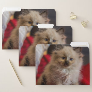 Cutest Baby Animals   Siamese Kitten File Folder