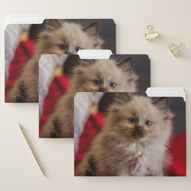 Cutest Baby Animals | Siamese Kitten File Folder (Set)