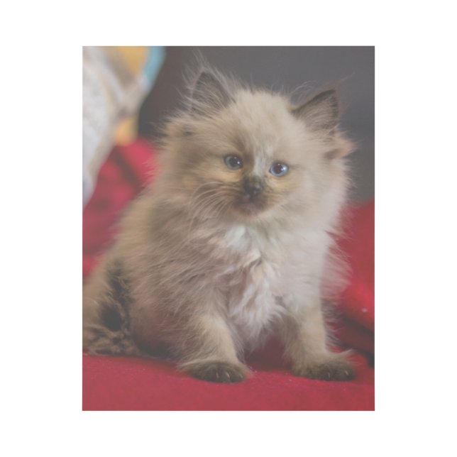 Cutest Baby Animals | Siamese Kitten Gallery Wrap (Front)