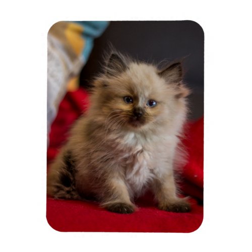 Cutest Baby Animals  Siamese Kitten Magnet