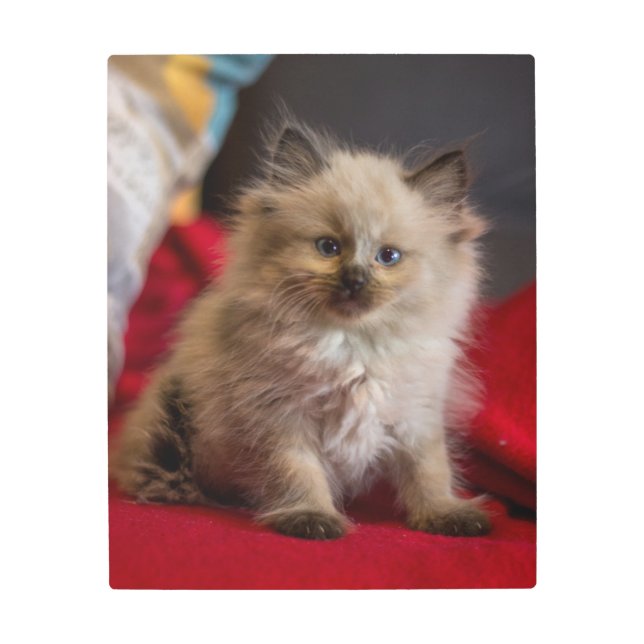 Cutest Baby Animals | Siamese Kitten Metal Print (Front)