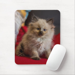 Cutest Baby Animals Siamese Kitten Mouse Pad