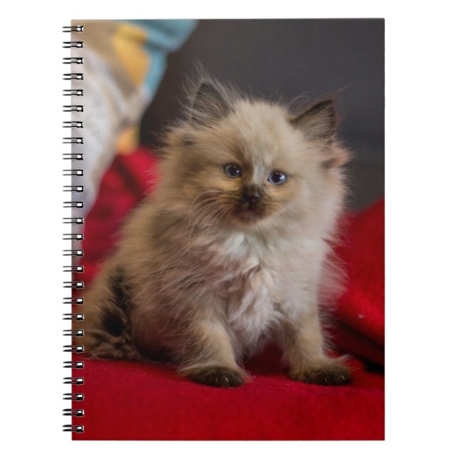 Cutest Baby Animals | Siamese Kitten Notebook (Front)