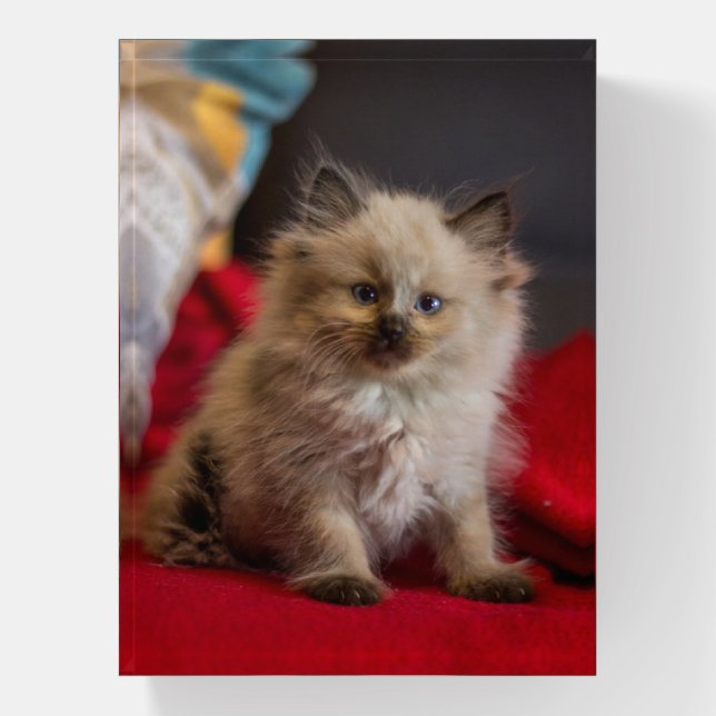 Cutest Baby Animals | Siamese Kitten Paperweight (Vertical)