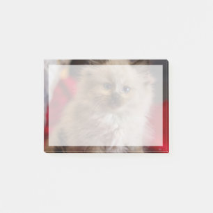 Cutest Baby Animals Siamese Kitten Post-it Notes