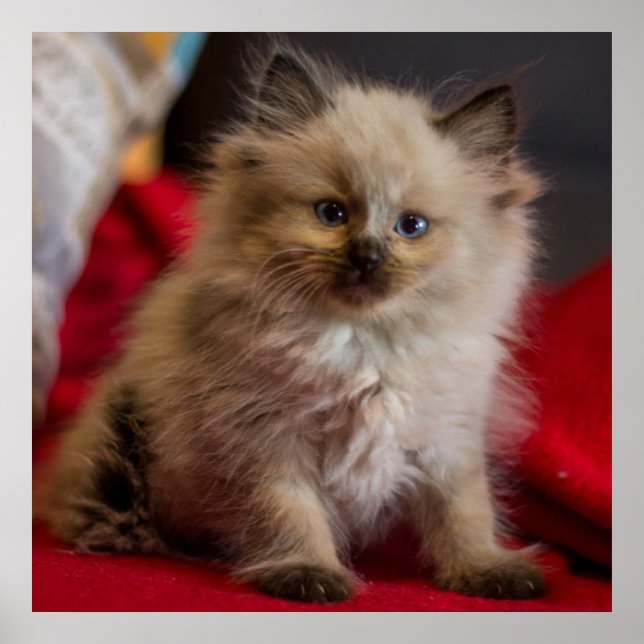 Cutest Baby Animals | Siamese Kitten Poster (Front)