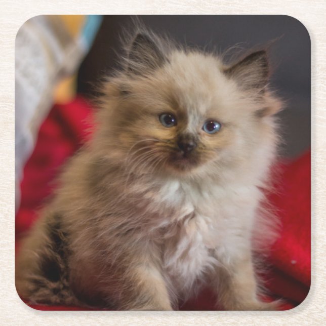 Cutest Baby Animals | Siamese Kitten Square Paper Coaster (Front)